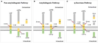 New Insights Into the Pathogenesis of Alzheimer's Disease